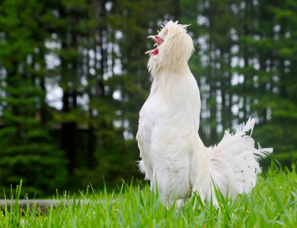 Should You Add a Rooster to Your Flock? Pros and Cons of Keeping a Rooster with Your Hens