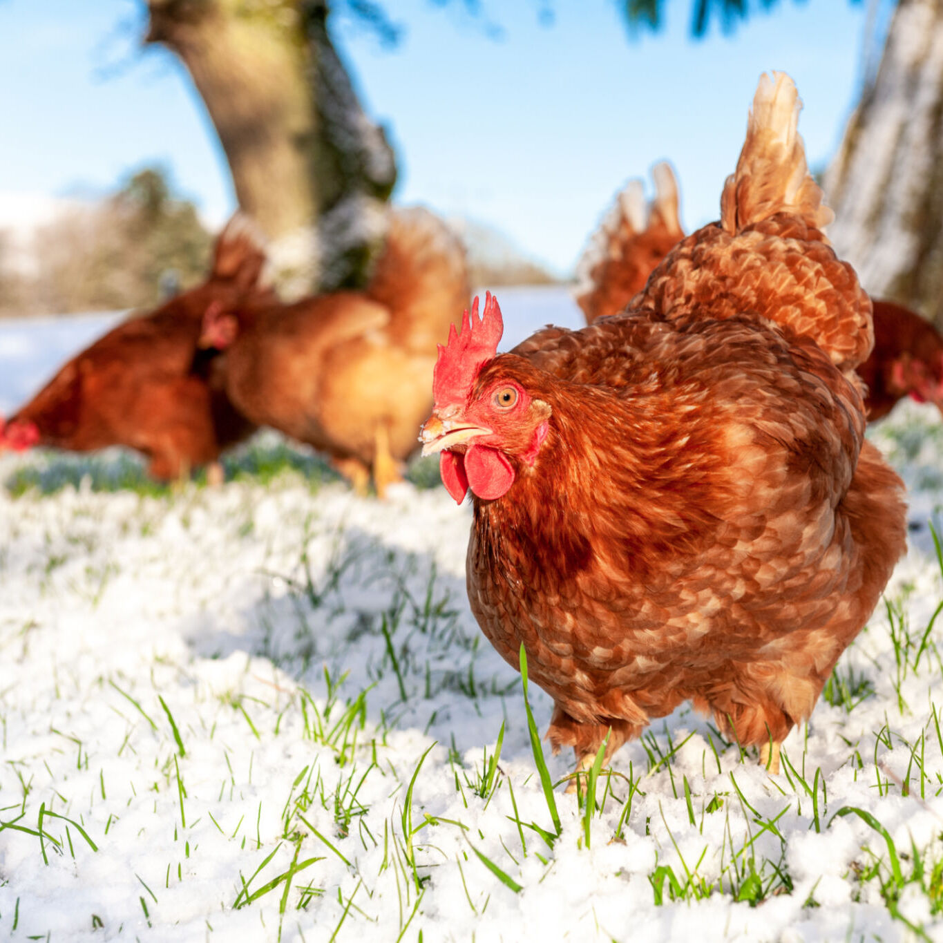 chickens are free ranging outdoor in the winter morning