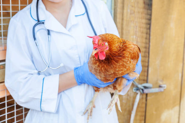Common chicken diseases you need to know about