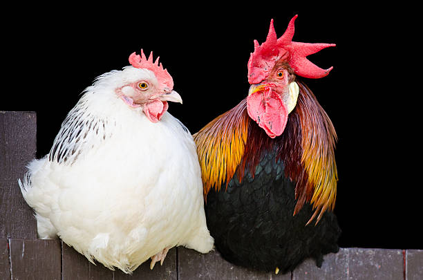 Rooster or Hen? Some Key Differences to Tell Hens and Roosters Apart