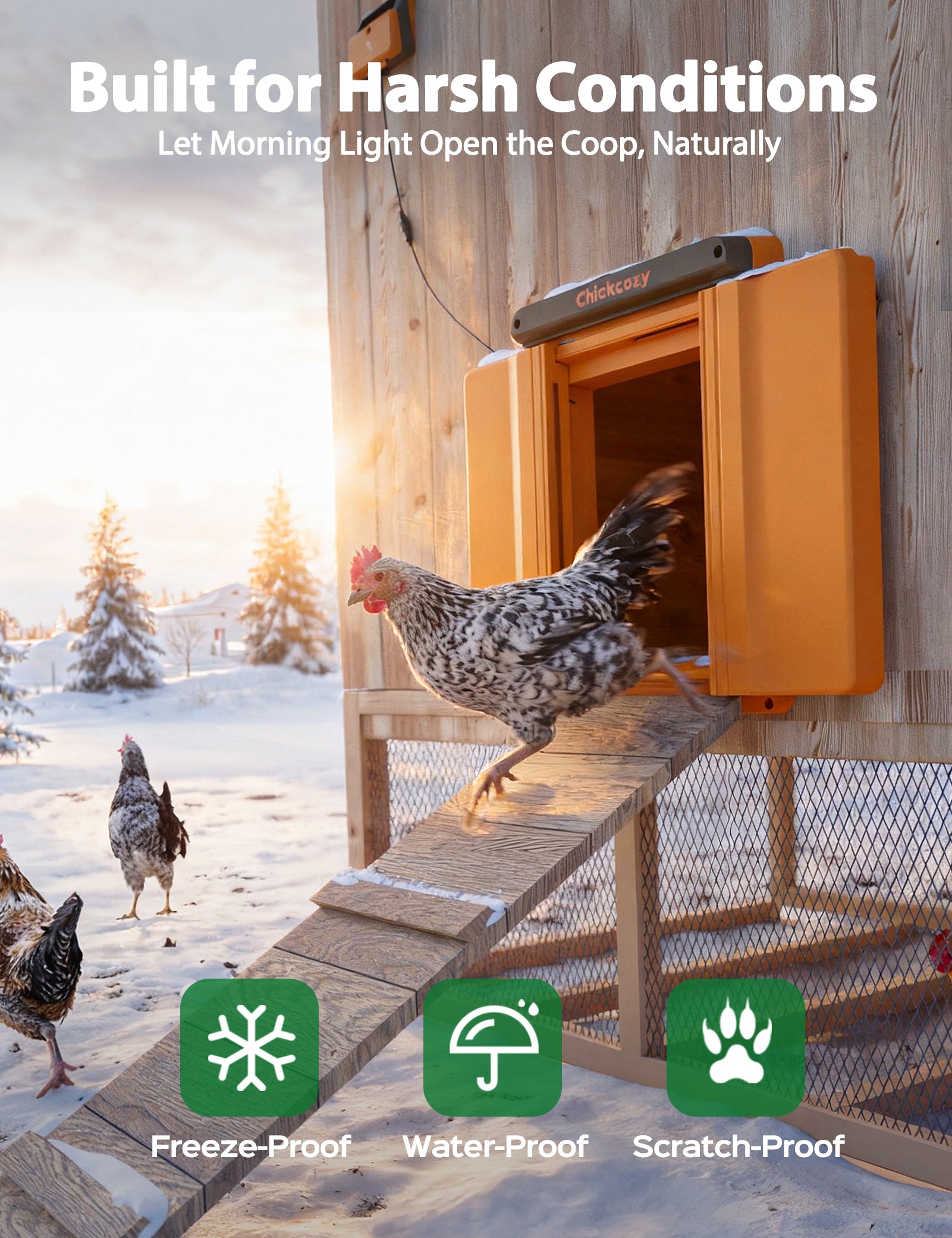 Chickcozy Solar-Powered Automatic Chicken Coop Door  X004YZ1HSZ