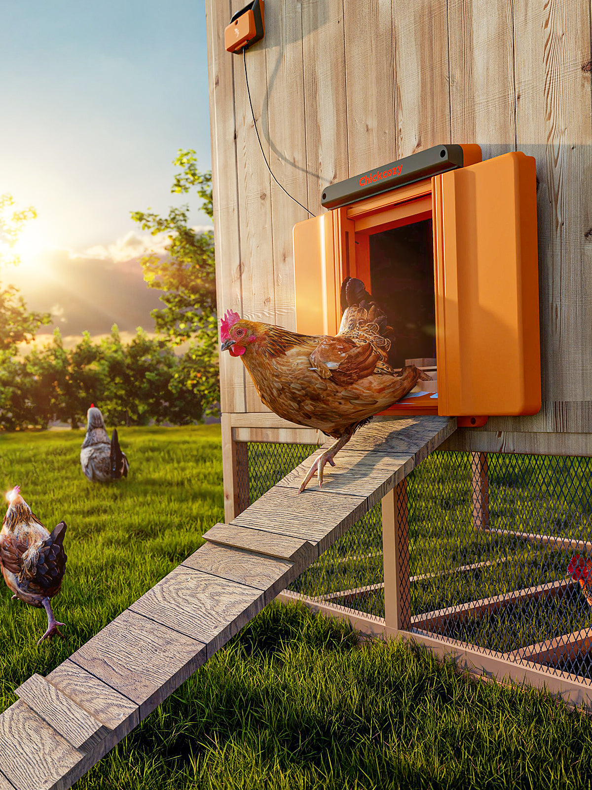 Chickcozy - The best automatic chicken coop door