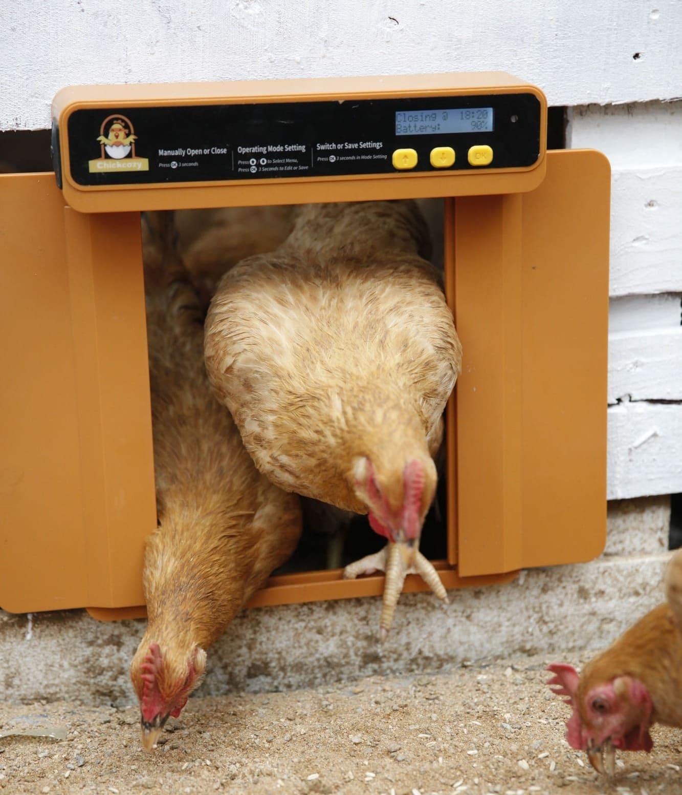 Chickens are getting out from Chickcozy automatic chicken coop door